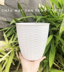 Chậu mây đan tròn