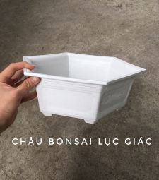 Chậu lục giác thấp