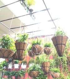 Chậu treo các loại
