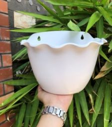 Chậu ốp bèo 2 tấc 3