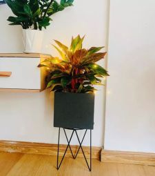 Đôn kê chậu cây 3 chân tam giác