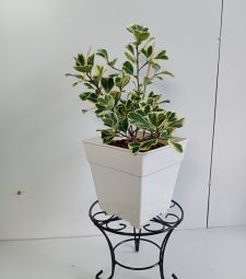 Chân đế 3 kiềng kê chậu 