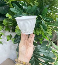 Chậu nhựa sen đá tròn