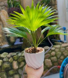 Chậu nhựa sen đá lượn sóng