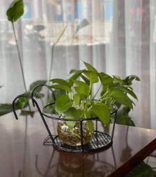 Khung sắt treo chậu hoa tại Bình Tân