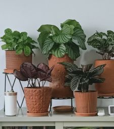 Kệ Sắt Để Chậu Hoa Cây Cảnh Tuyệt Đẹp Cho Nhà Thêm Xinh
