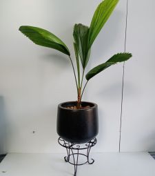 GIÁ ĐỠ CHẬU CÂY - KHUNG SẮT ĐỂ CHẬU CÂY HÌNH TRÒN