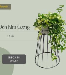 Đôn kim cương