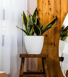 Top các lý do chọn chậu nhựa trồng cây mà không phải loại chậu khác