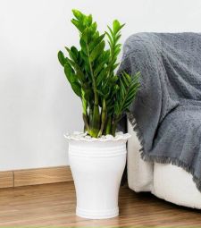 Các mẫu chậu nhựa trồng cây cao cấp giá sỉ tại HCM