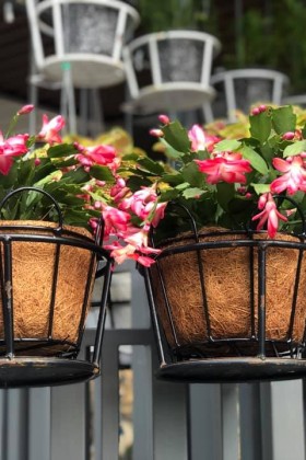 TẠI SAO CHẬU NHỰA Á ĐÔNG LẠI ĐƯỢC ƯA CHUỘNG TỚI VẬY