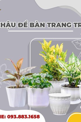 Vì sao chọn chậu nhựa để bàn trang trí?