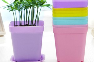 Chậu nhựa vuông là gì? Vì sao nên chọn mua chậu trồng cây bằng nhựa?