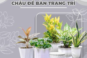 Vì sao chọn chậu nhựa để bàn trang trí?