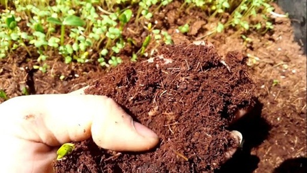 Cập nhật giá mụn xơ dừa hiện nay