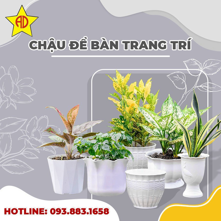 Vì sao chọn chậu nhựa để bàn trang trí?