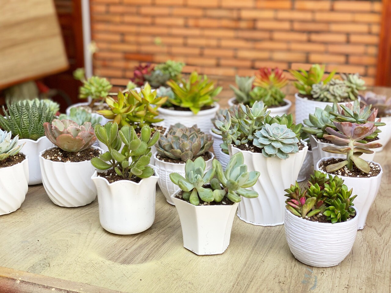 Chậu sen đá nhiều mẫu